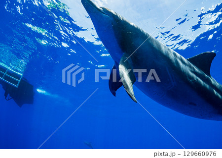 ミナミハンドウイルカ　小笠原 129660976