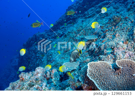 コクテンカタギの群れ 小笠原 コクテンカタギの群れ 小笠原 129661153