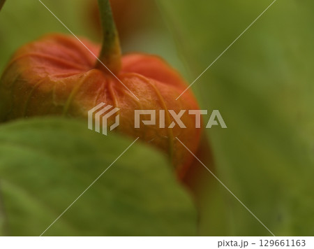 8月に実ったオレンジ色のホオズキの実 8月に実ったオレンジ色のホオズキの実 129661163