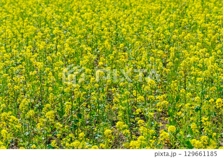 春の菜の花畑のある風景 春の菜の花畑のある風景 129661185
