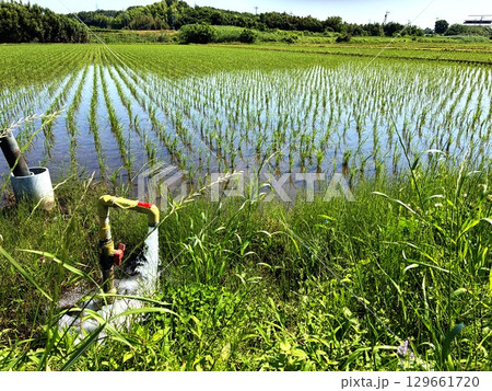 田植えのシーズン（茨城県常総市） 129661720
