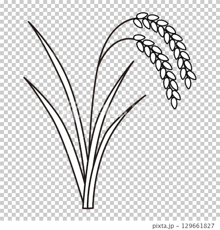 Monochrome illustration of rice ears 129661827