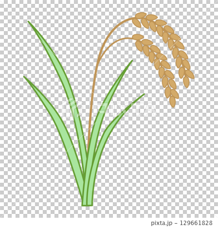 Rice ear illustration color Rice ear illustration color 129661828