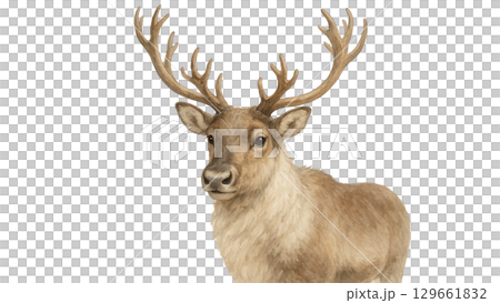 水彩で描いたエゾシカのイラスト 129661832