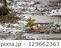 雪の中、柿の実をついばむメジロ 129662363