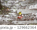 雪の中、柿の実をついばむメジロ 129662364