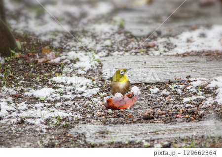 雪の中、柿の実をついばむメジロ 129662364