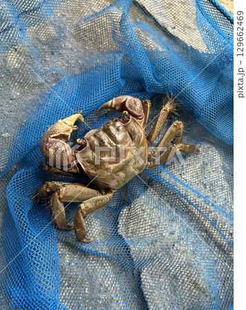 行船公園にいた「クロベンケイガニ」 129662469