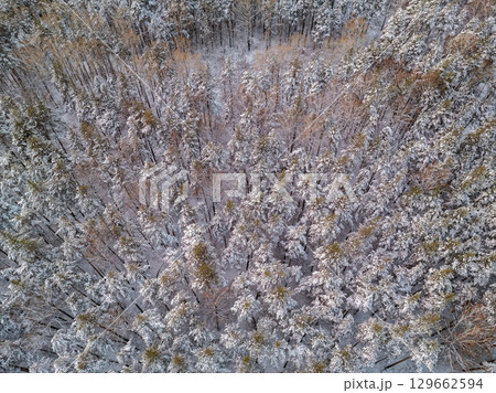 Aerial view of a winter pine forest. Top view of snow-covered pine trees. Beautiful winter forest landscape. 129662594