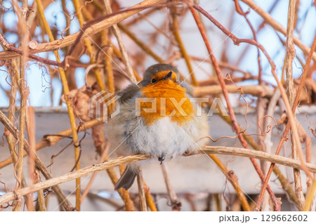 Cute bird the European Robin, Erithacus rubecula. sitting on the tree branch in winter. Cute bird the European Robin, Erithacus rubecula. sitting on the tree branch in winter. 129662602