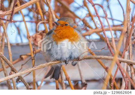 Cute bird the European Robin, Erithacus rubecula. sitting on the tree branch in winter. 129662604
