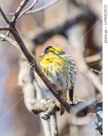 Eurasian siskin male, latin name spinus spinus, sitting on branch of tree. Cute little yellow songbird. Eurasian siskin male, latin name spinus spinus, sitting on branch of tree. Cute little yellow songbird. 129662615