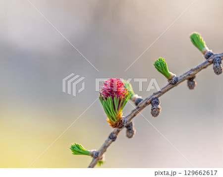 Larch tree fresh pink cones blossom at spring on nature background 129662617