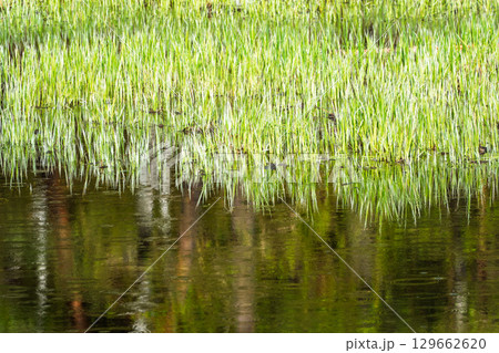 Green swamp lit sunset light. 129662620