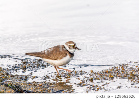 Little ringed plover (Charadrius dubius), bird standing on the lake shore 129662626