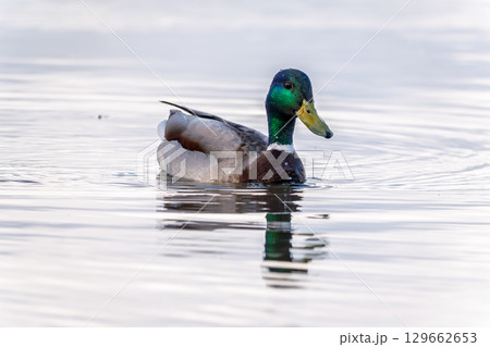 Duck swims in the pond. 129662653