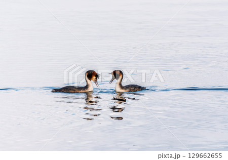 Mating games of two water birds Great Crested Grebes. Two waterfowl birds Great Crested Grebes swim in the lake with heart shaped silhouette Mating games of two water birds Great Crested Grebes. Two waterfowl birds Great Crested Grebes swim in the lake with heart shaped silhouette 129662655
