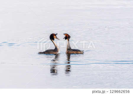 Mating games of two water birds Great Crested Grebes. Two waterfowl birds Great Crested Grebes swim in the lake with heart shaped silhouette 129662656