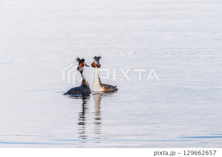 Mating games of two water birds Great Crested Grebes. Two waterfowl birds Great Crested Grebes swim in the lake with heart shaped silhouette Mating games of two water birds Great Crested Grebes. Two waterfowl birds Great Crested Grebes swim in the lake with heart shaped silhouette 129662657