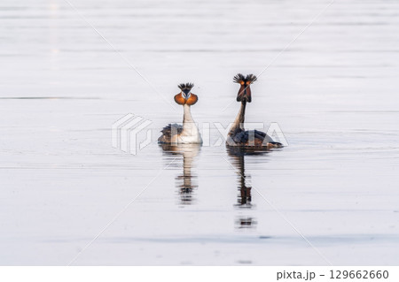 Mating games of two water birds Great Crested Grebes. Two waterfowl birds Great Crested Grebes swim in the lake with heart shaped silhouette Mating games of two water birds Great Crested Grebes. Two waterfowl birds Great Crested Grebes swim in the lake with heart shaped silhouette 129662660