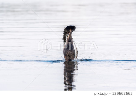 Mating games of two water birds Great Crested Grebes. Two waterfowl birds Great Crested Grebes swim in the lake with heart shaped silhouette 129662663