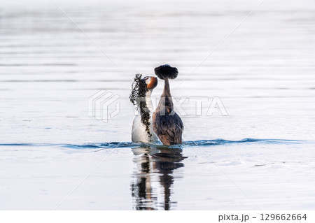 Mating games of two water birds Great Crested Grebes. Two waterfowl birds Great Crested Grebes swim in the lake with heart shaped silhouette Mating games of two water birds Great Crested Grebes. Two waterfowl birds Great Crested Grebes swim in the lake with heart shaped silhouette 129662664