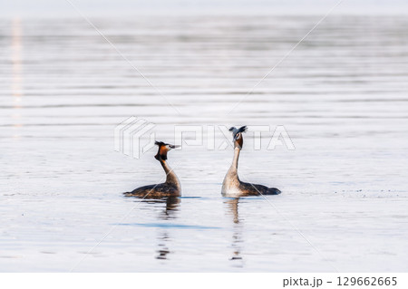 Mating games of two water birds Great Crested Grebes. Two waterfowl birds Great Crested Grebes swim in the lake with heart shaped silhouette Mating games of two water birds Great Crested Grebes. Two waterfowl birds Great Crested Grebes swim in the lake with heart shaped silhouette 129662665