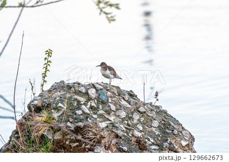 Common sandpiper, Actitis hypoleucos, resting lake shore with reflection in water. 129662673