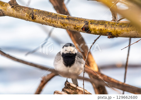 A beautiful bird called the white wagtail, also called the wagtail and snow wagtail, and also the snowy tit on a tree branch. A beautiful bird called the white wagtail, also called the wagtail and snow wagtail, and also the snowy tit on a tree branch. 129662680