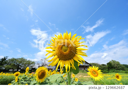 夏の青空とひまわり畑に咲く大きなひまわり 129662687