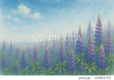 ルピナス畑 青空 ルピナス畑 青空 129662701