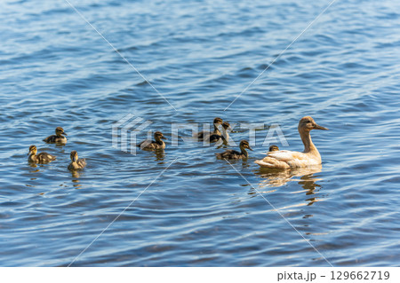 A family of ducks, a duck and its little ducklings are swimming in the water. The duck takes care of its newborn ducklings. Mallard, lat. Anas platyrhynchos 129662719