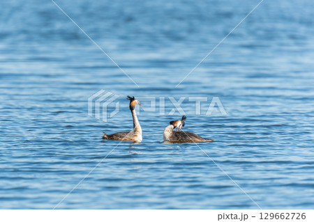 Mating games of two water birds Great Crested Grebes. Two waterfowl birds Great Crested Grebes swim in the lake with heart shaped silhouette 129662726