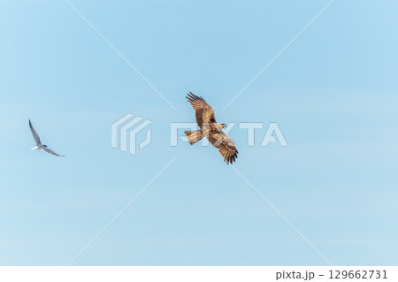 The bird of prey Black Kite flying in blue Sky 129662731
