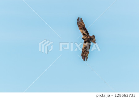 The bird of prey Black Kite flying in blue Sky 129662733