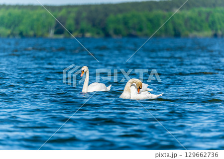 Two Graceful white Swans swimming in the lake, swans in the wild 129662736