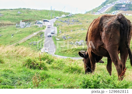 四国カルストの放牧されている牛 129662811