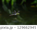 水辺の上でホバリングするトンボ 水辺の上でホバリングするトンボ 129662945