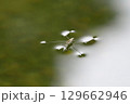 アメンボのいる風景 アメンボのいる風景 129662946