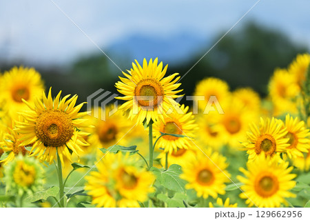 ひまわり畑に咲く大きなひまわり ひまわり畑に咲く大きなひまわり 129662956