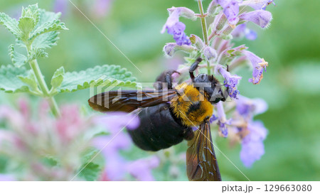 紫色の可愛いネペタの花にしがみつきぶら下がるクマバチ 紫色の可愛いネペタの花にしがみつきぶら下がるクマバチ 129663080