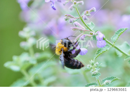 紫色の可愛いネペタの花にしがみつきぶら下がるクマバチ 129663081