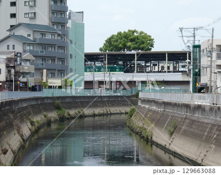 京阪電鉄・萱島駅のホームに生えるクスノキ 129663088
