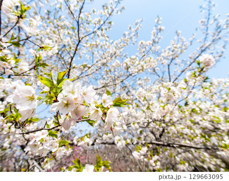 春の日差しに映える満開のカンザキオオシマ桜 129663095