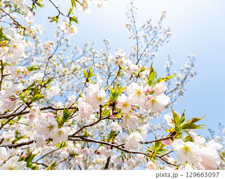 春の日差しに映える満開のカンザキオオシマ桜 129663097