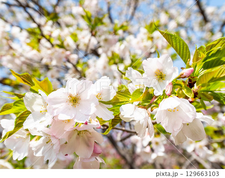 春の日差しに映える満開のカンザキオオシマ桜 129663103