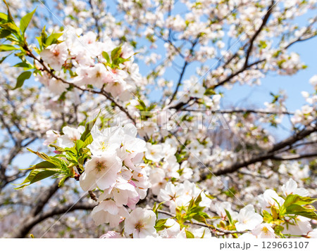 春の日差しに映える満開のカンザキオオシマ桜 129663107