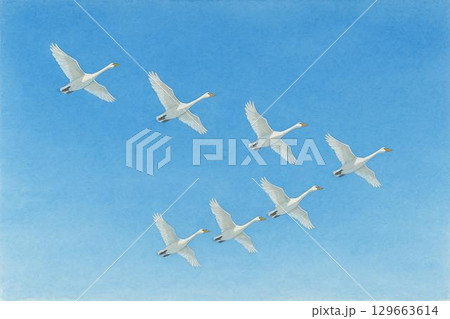 ハクチョウ 青空 ハクチョウ 青空 129663614