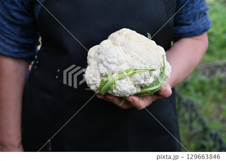 Farmer harvesting a fresh cauliflower from a lush garden during a sunny afternoon 129663846