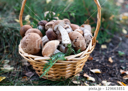Basket with edible white mushrooms. Boletus edulis. Collect porcini in forest Basket with edible white mushrooms. Boletus edulis. Collect porcini in forest 129663851